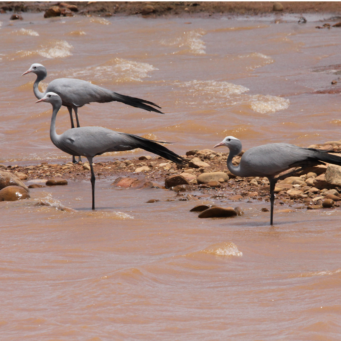 Breeding of Blue Cranes lower in intensive agricultural landscapes