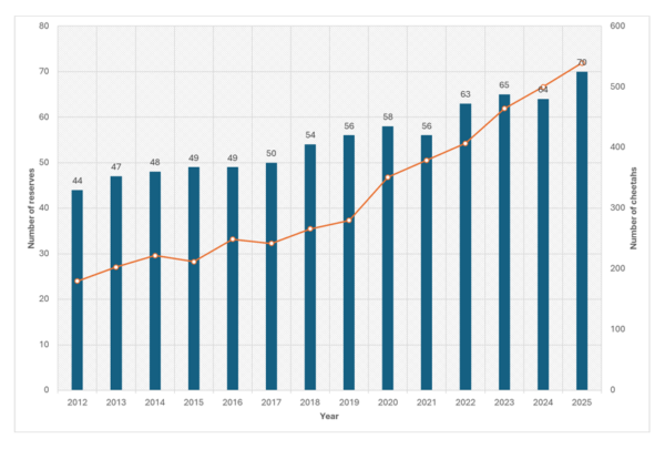 researchers monitoring cheetah population data in field
