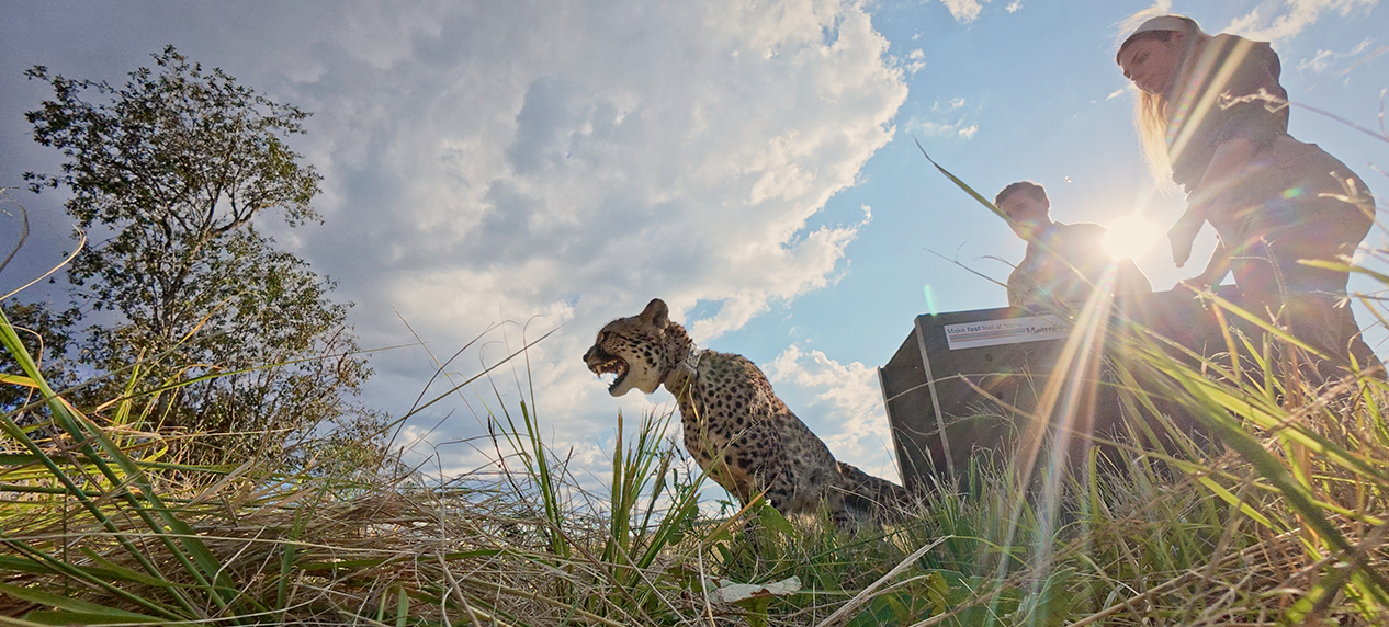 Cheetah being released into fenced reserve in South Afric