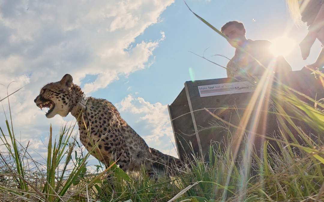 South Africa’s Managed Cheetah Metapopulation: A Collaborative Conservation Model