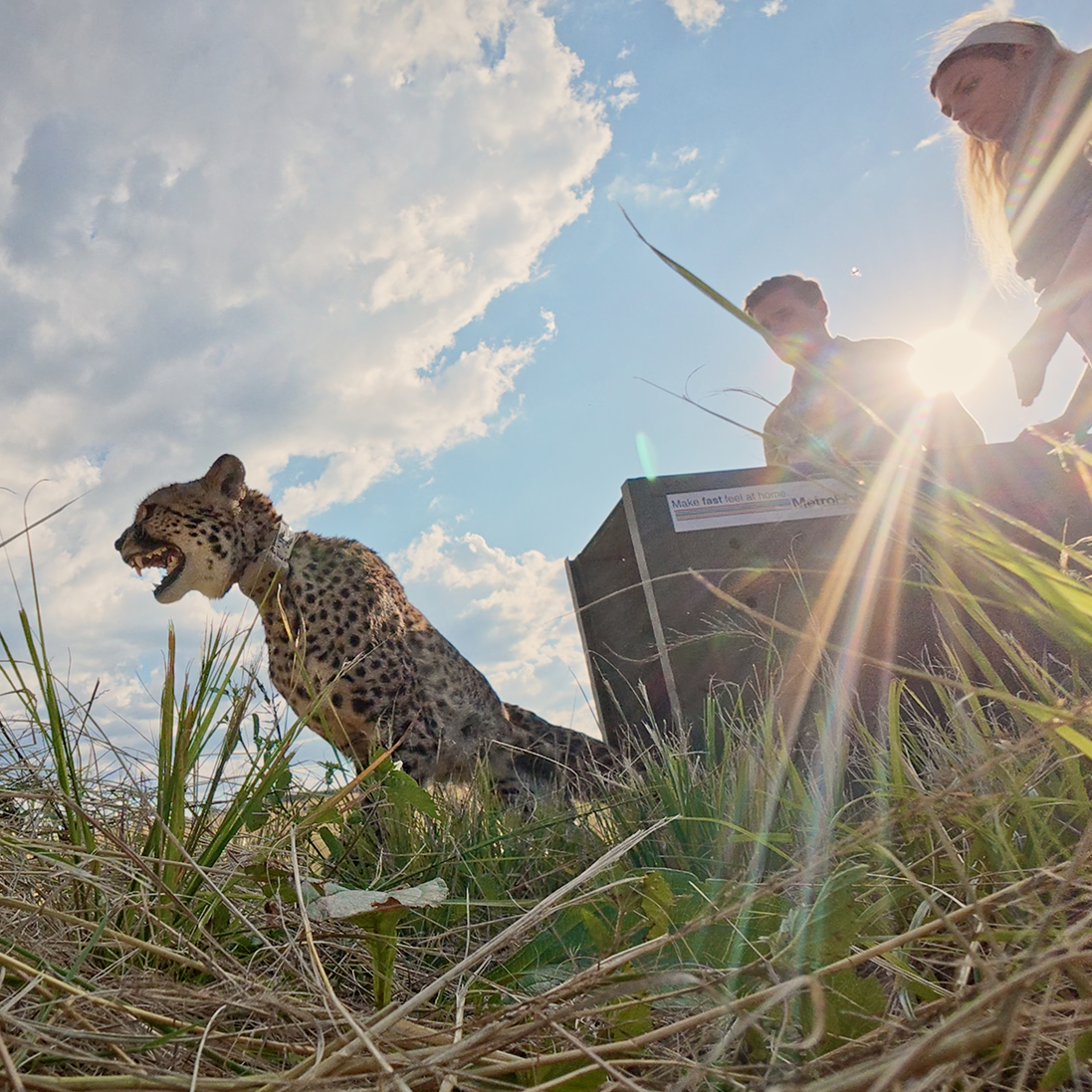 South Africa’s Managed Cheetah Metapopulation: A Collaborative Conservation Model
