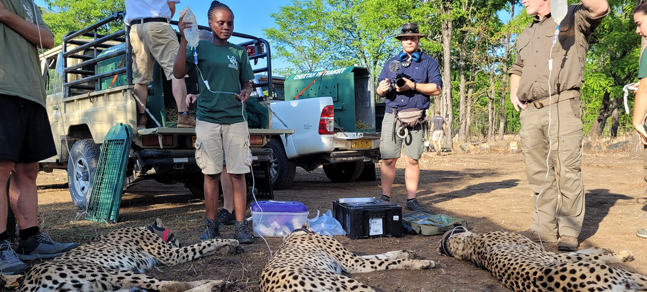 conservation team transporting cheetah for