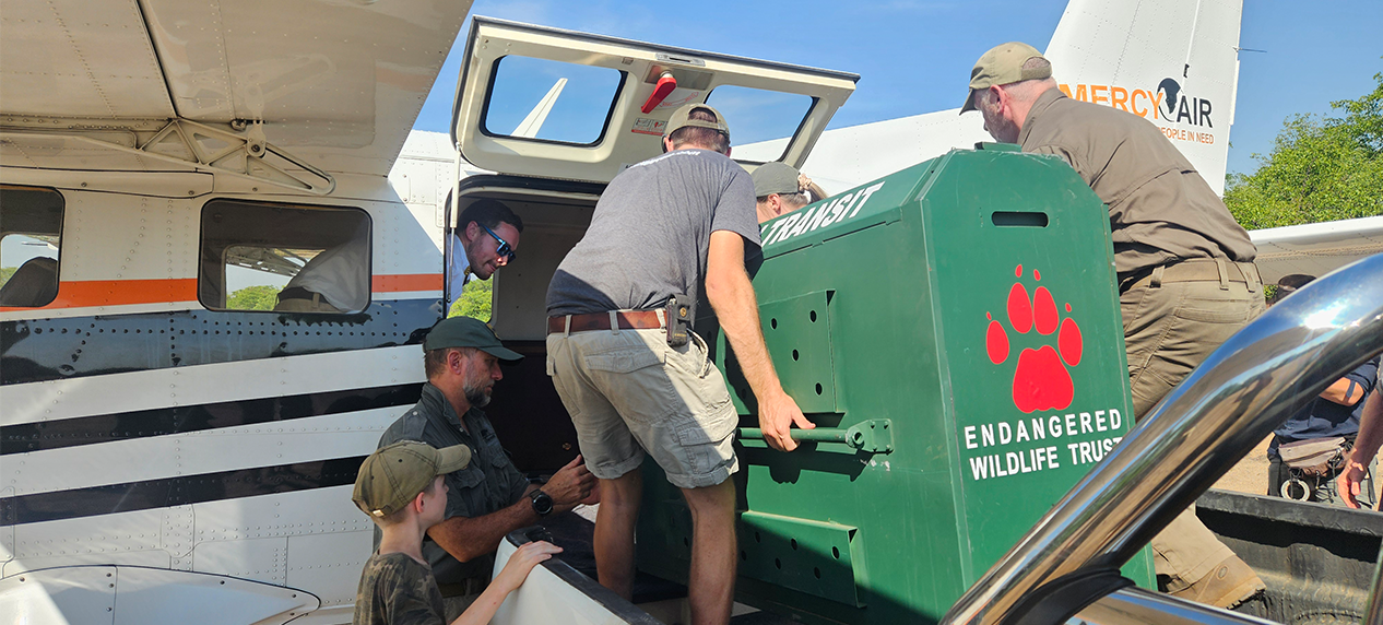 conservation team transporting cheetah for translocation
