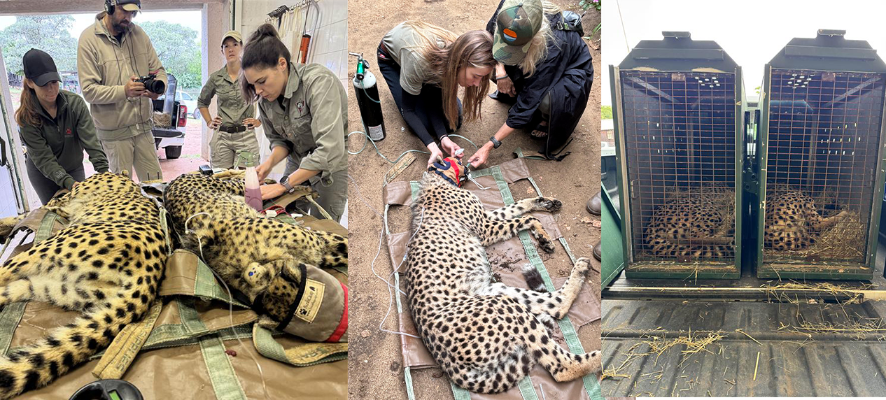 conservation team preparing cheetahs for release back into Liwonde National Park