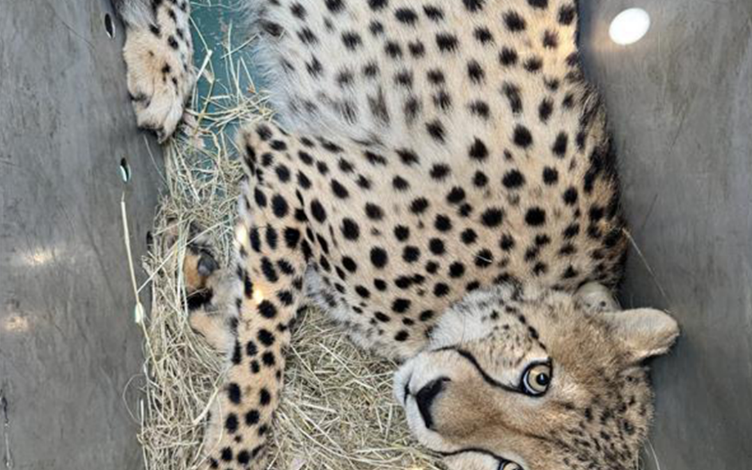 Cross-border collaboration supports the rewilding of orphaned cheetahs