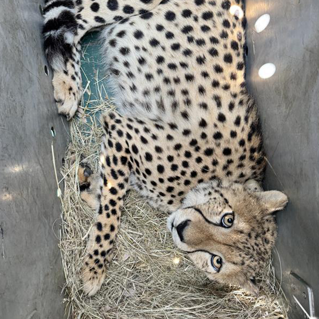 Cross-border collaboration supports the rewilding of orphaned cheetahs