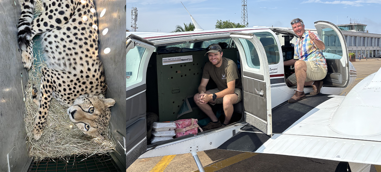 Orphaned cheetah cub being transported by conservation team
