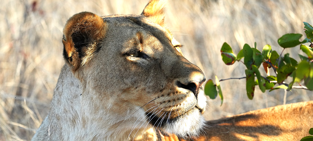 Lion photographed for whisker spot identification in Kruger National Park
