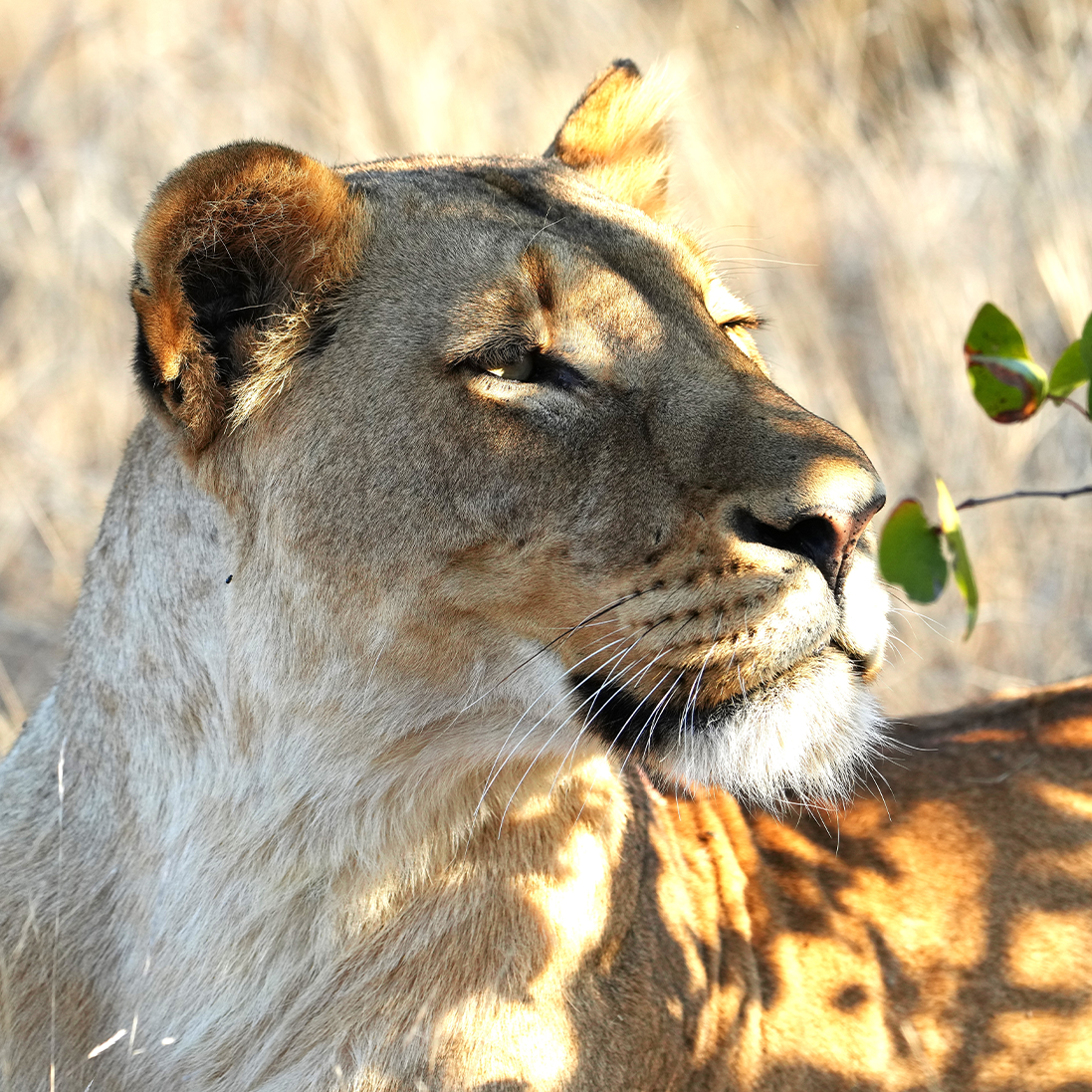 Lion Population Survey in Kruger National Park shows continued species decline