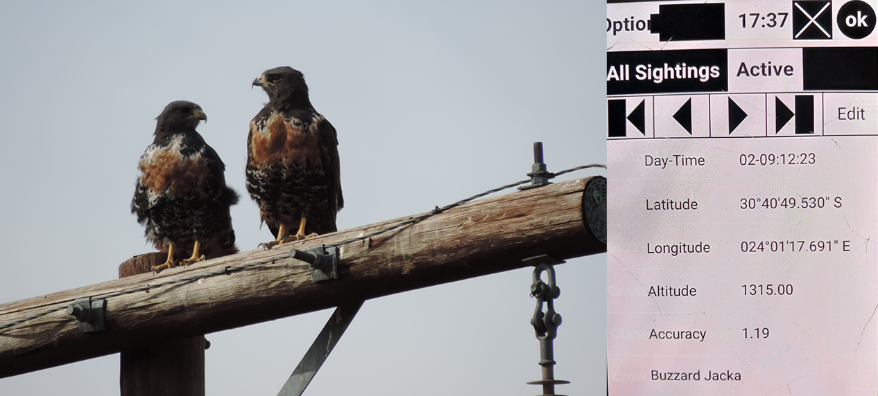 Left: Jackal Buzzards in Middelburg district. Right: Data tracking