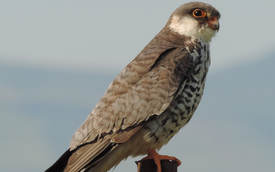 Raptors in Decline: What One Researcher’s Roadside Observations Revealed