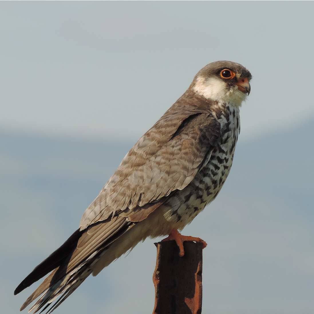 Raptors in Decline: What One Researcher’s Roadside Observations Revealed
