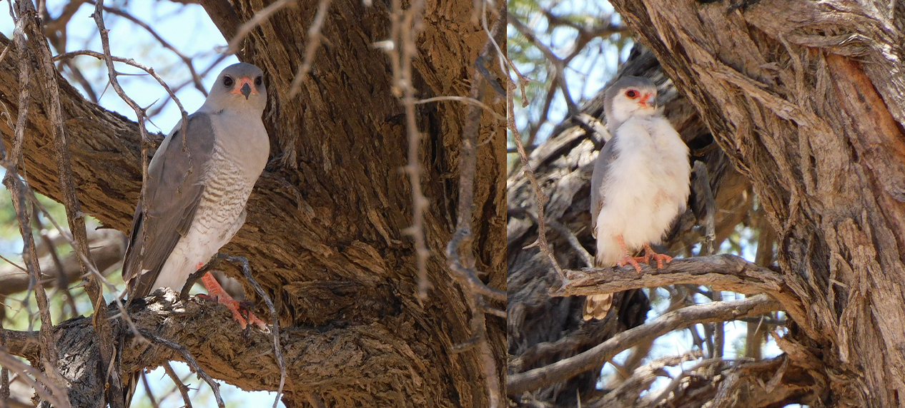 Left: Gabar Goshawk in KNP. Right: Pygmy Falcon in KNP