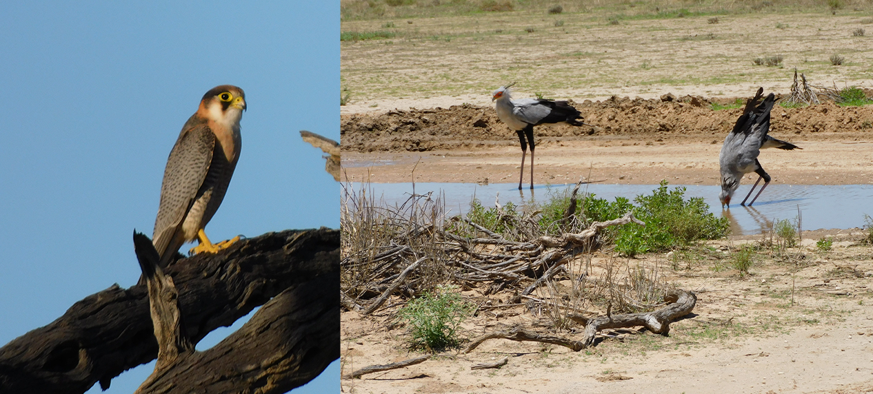 Red-necked Falcon in KNP and Secretary birds drinking water in the road