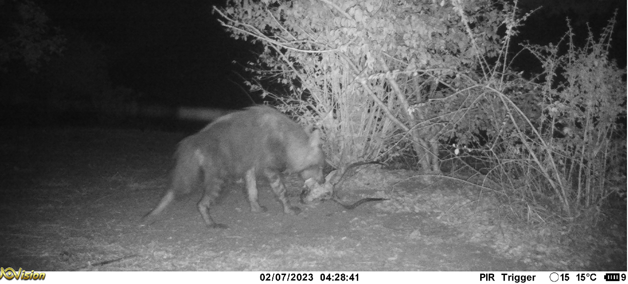 brown hyaena camera trap image Mozambique