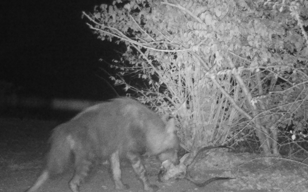 Camera Traps Reveal a Hidden Predator in Zinave