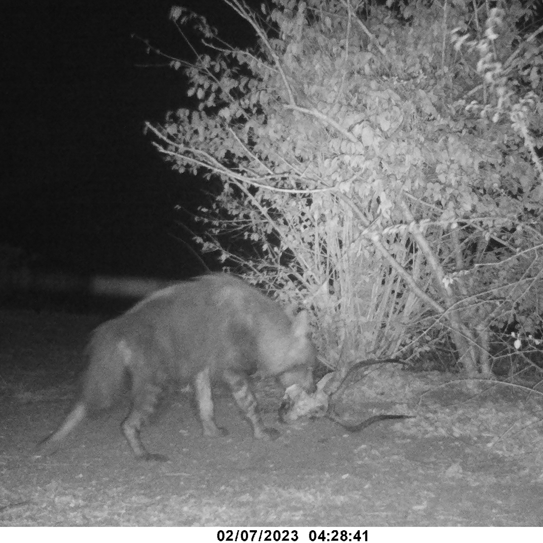 Camera Traps Reveal a Hidden Predator in Zinave