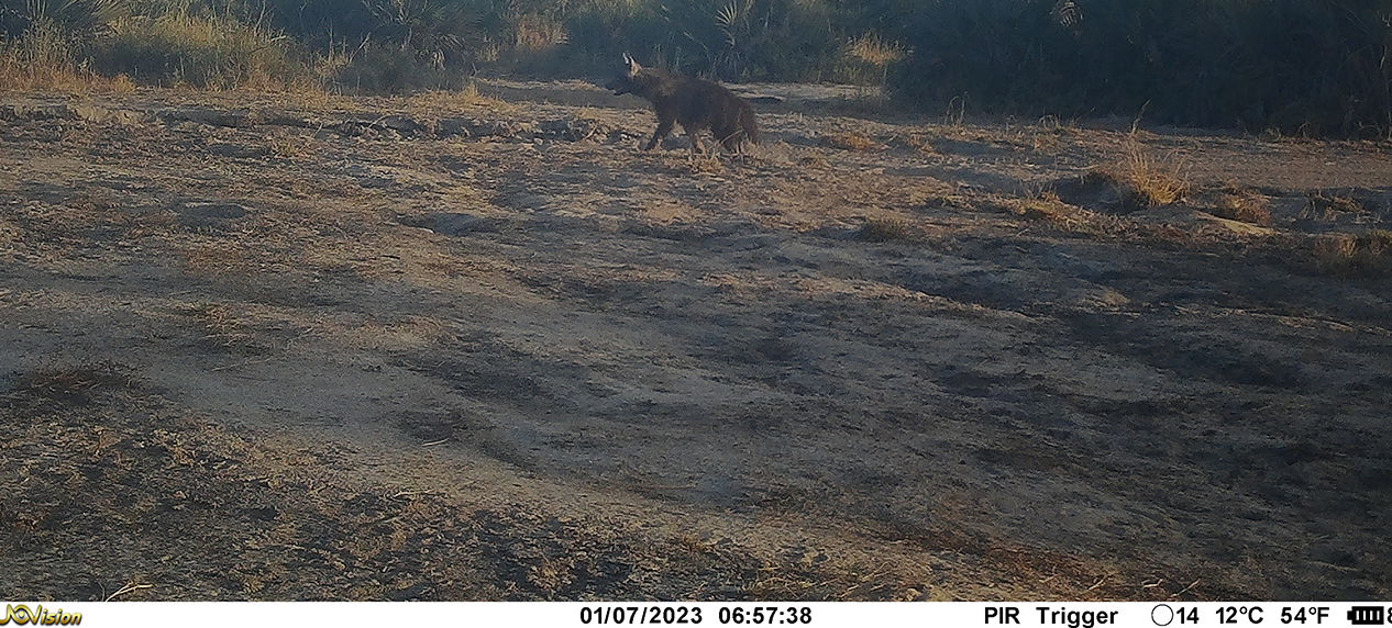 brown hyaena camera trap image Mozambique