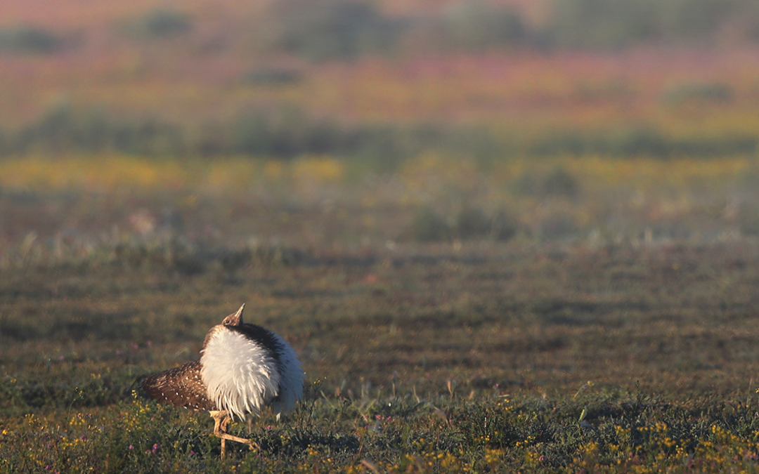 Multispecies Action Plan to conserve Bustards adopted for implementation