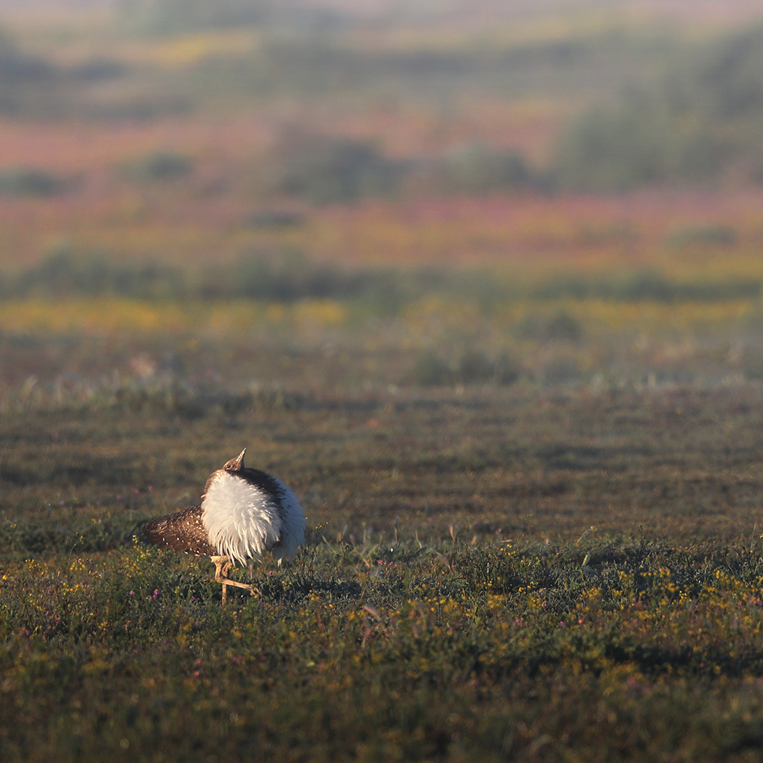 Multispecies Action Plan to conserve Bustards adopted for implementation
