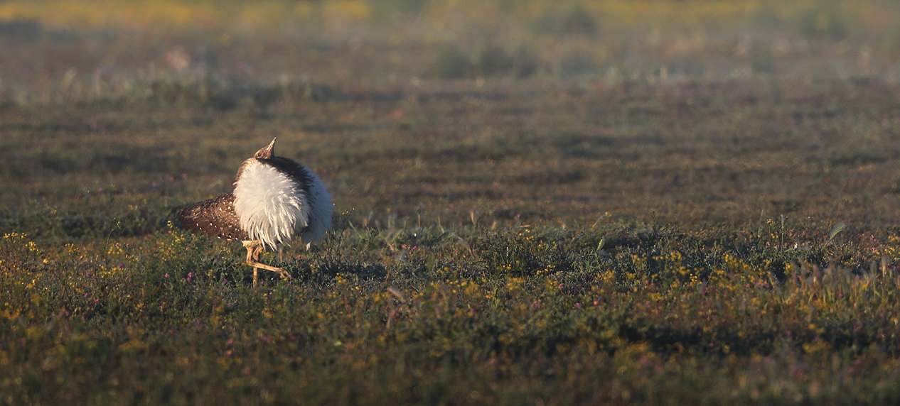 bustard conservation action plan awareness campaign
