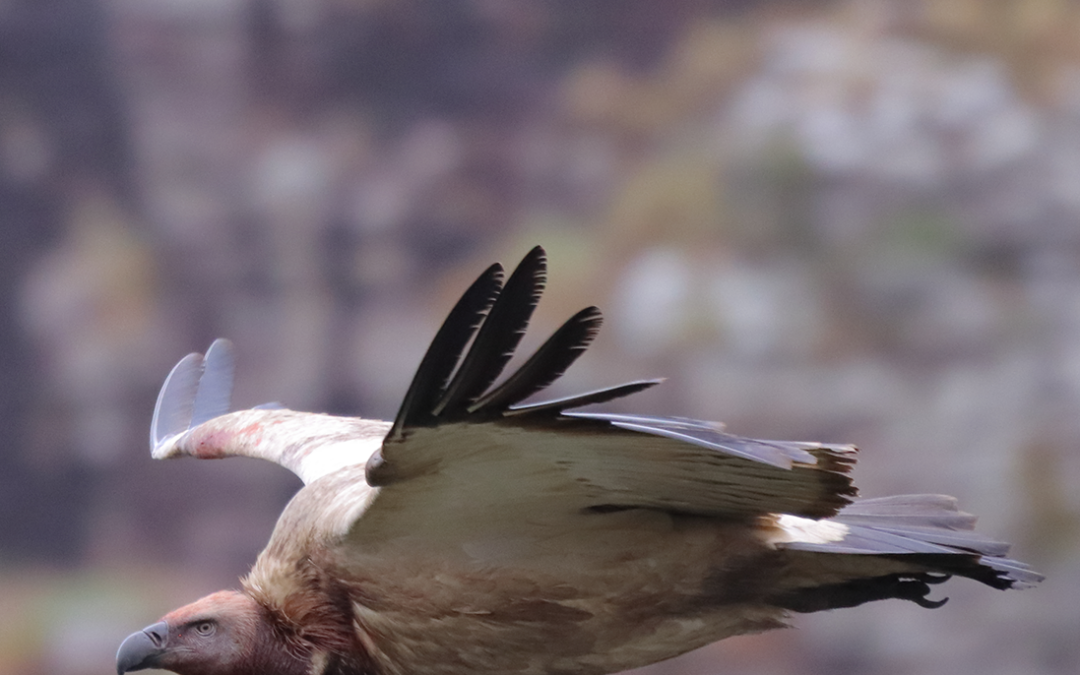 Signals from the Skies: What Injured Raptors Tell Us About Our Changing World