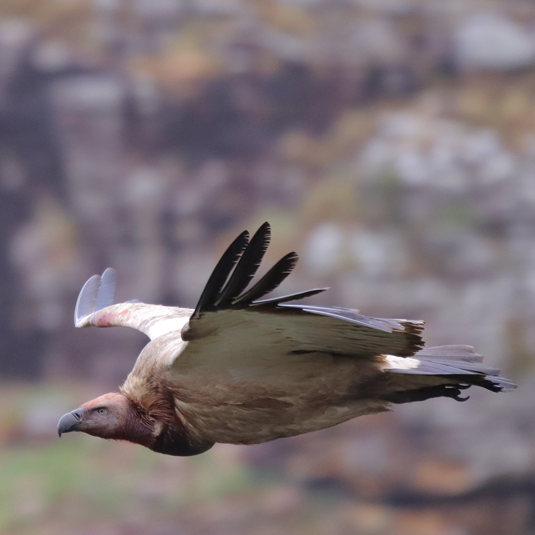 Signals from the Skies: What Injured Raptors Tell Us About Our Changing World