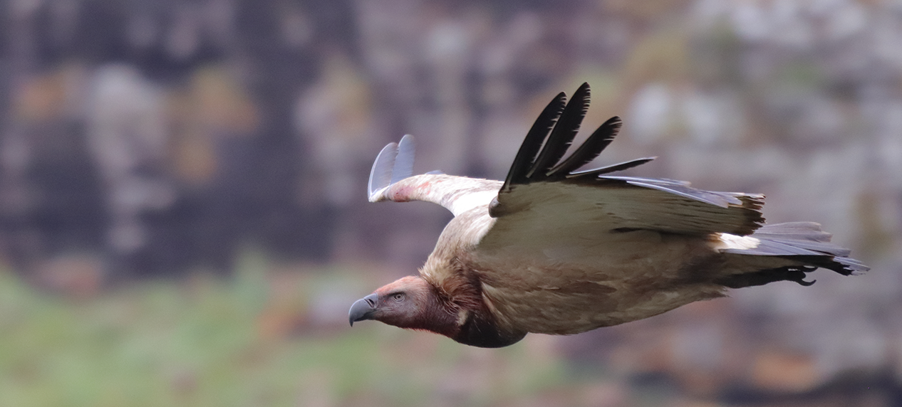 raptor conservation threats urban expansion