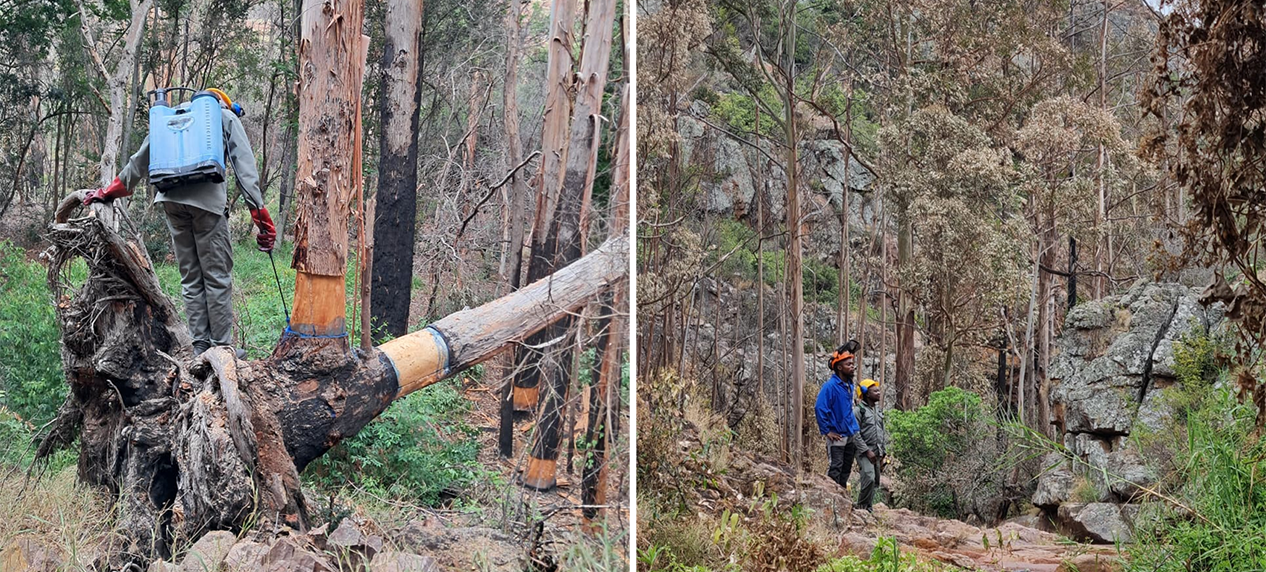 eucalyptus clearing river system South Africa conservation