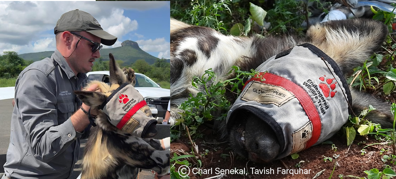 African wild dog reintroduction South Africa Zimanga pack release