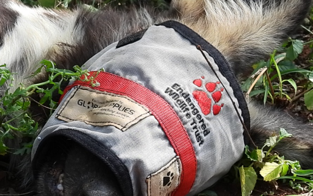 A full circle moment for African wild dog conservation