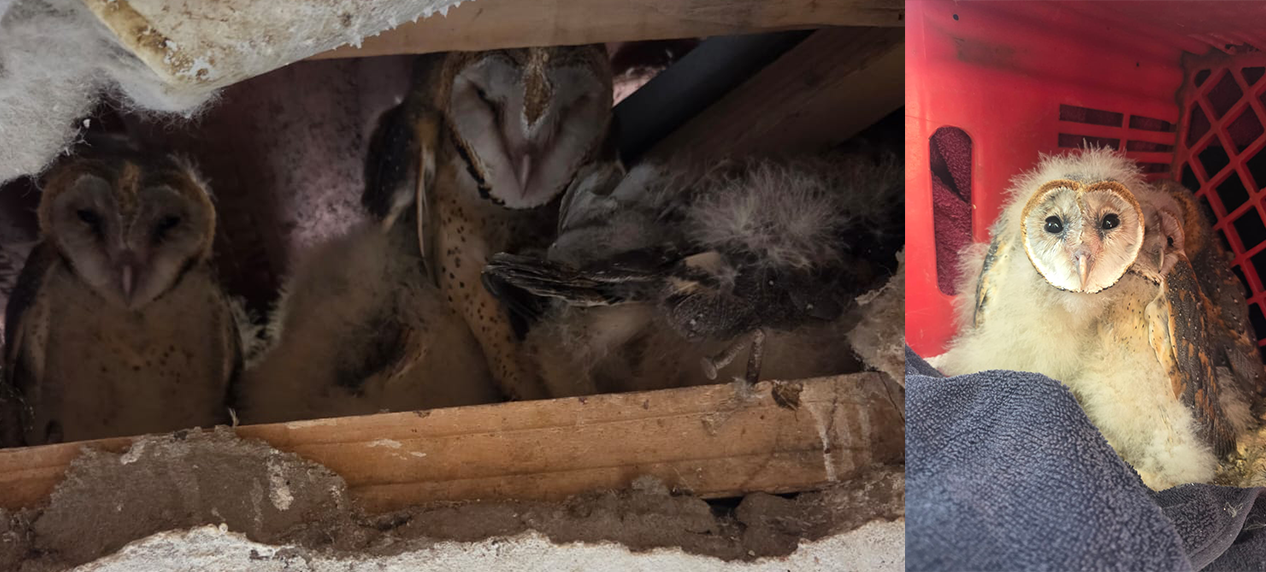 Barn owl relocation South Africa Limpopo rescue operation