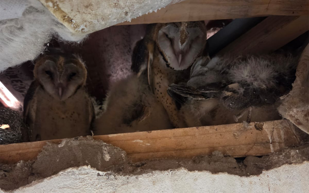 Unexpected Barn Owl tenants successfully moved to safety