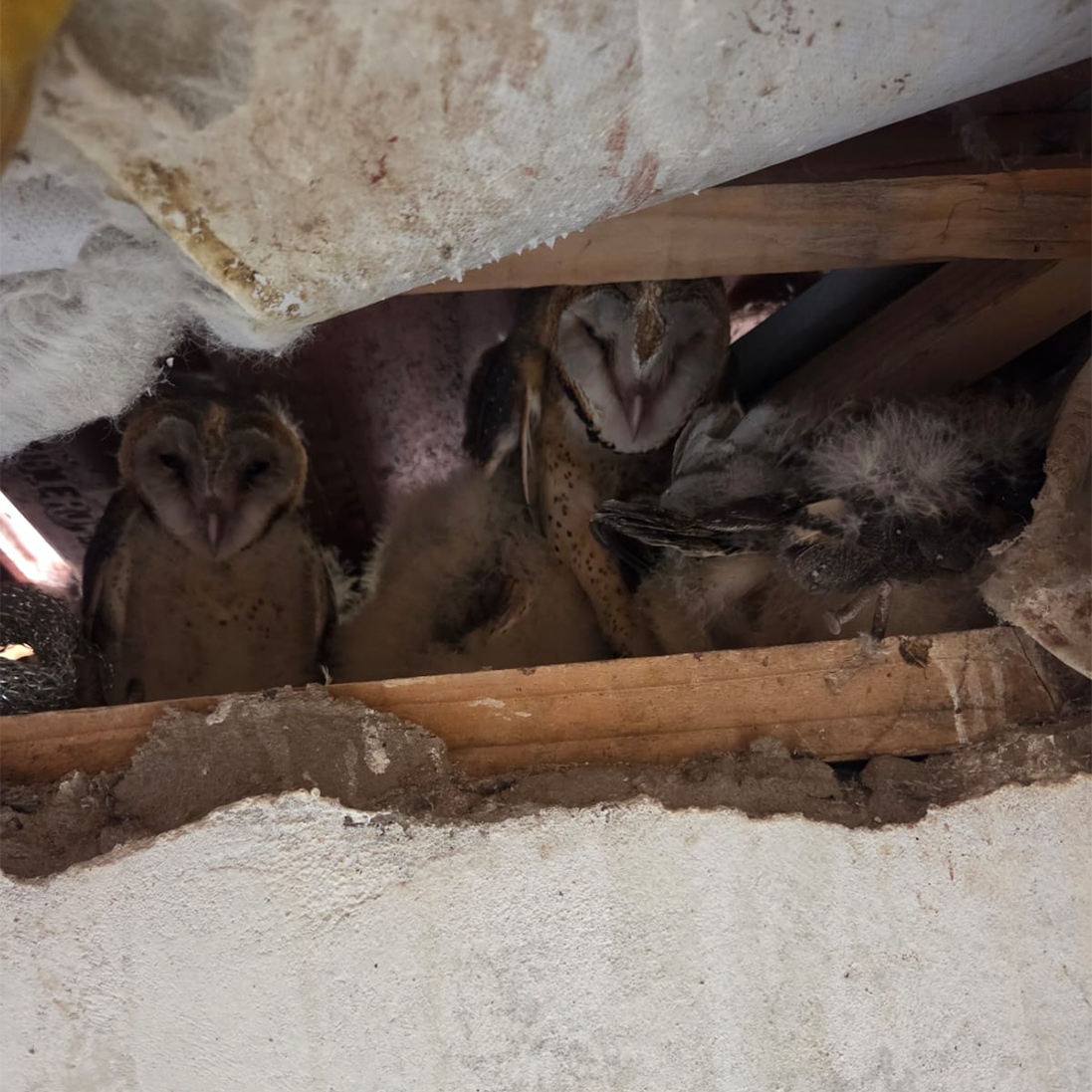 Unexpected Barn Owl tenants successfully moved to safety