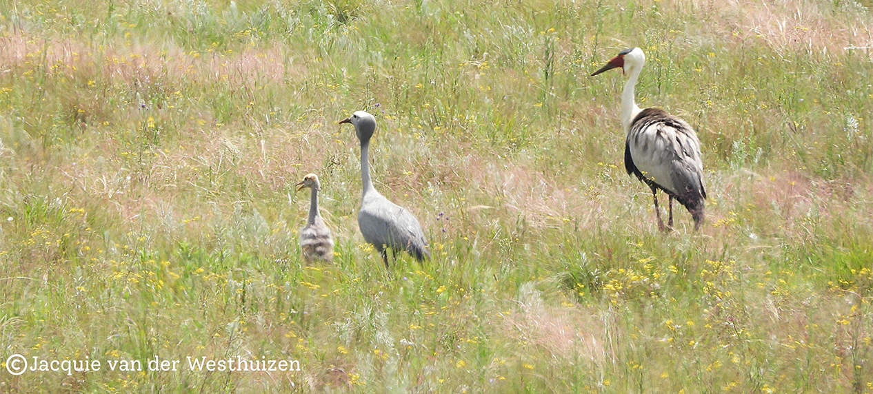 Wattled Blue Crane hybrid chick Mpumalanga grassland