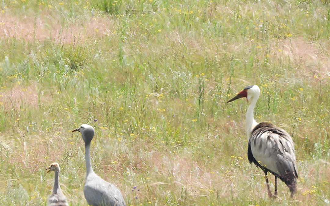 Hybrid Wattled X Blue crane fledges