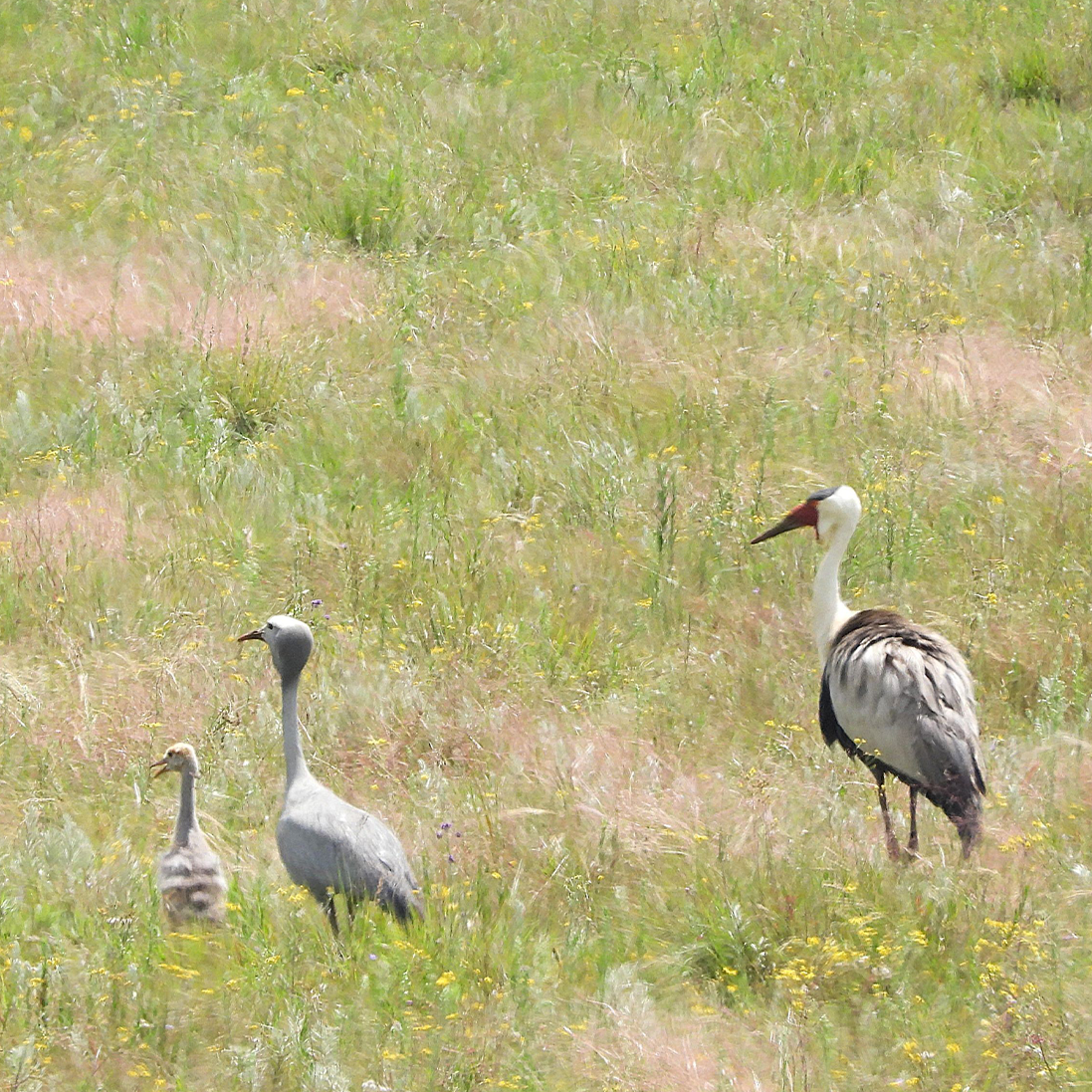 Hybrid Wattled X Blue crane fledges