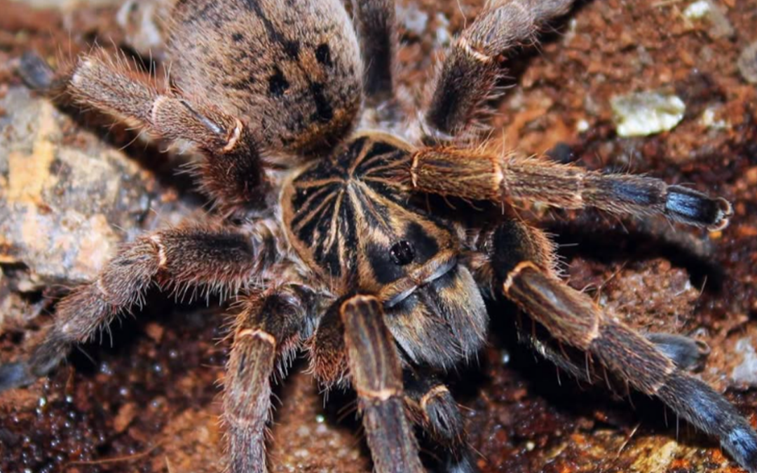 Small Bodies, Big Impact: The Blue-footed Baboon Spider and the Illegal Wildlife Trade in Smaller Species
