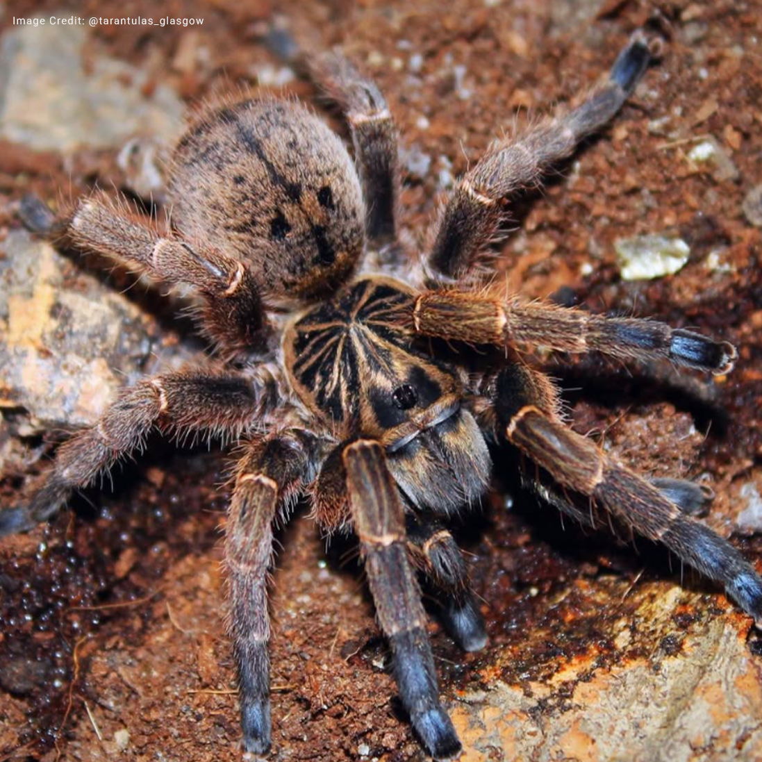 Small Bodies, Big Impact: The Blue-footed Baboon Spider and the Illegal Wildlife Trade in Smaller Species