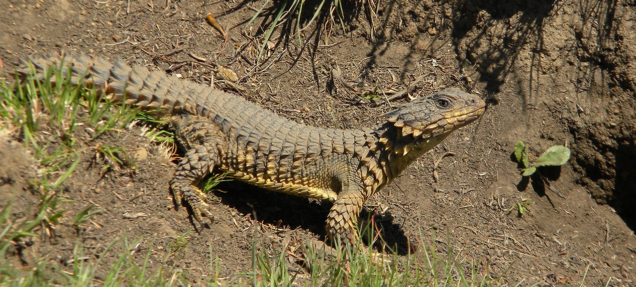 Sungazer reptile emerging during winter sunshine