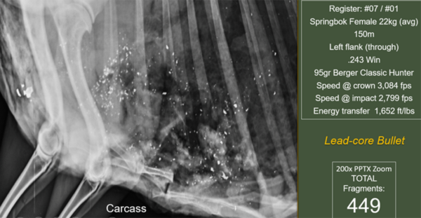scavenger bird lead poisoning awareness South Africa