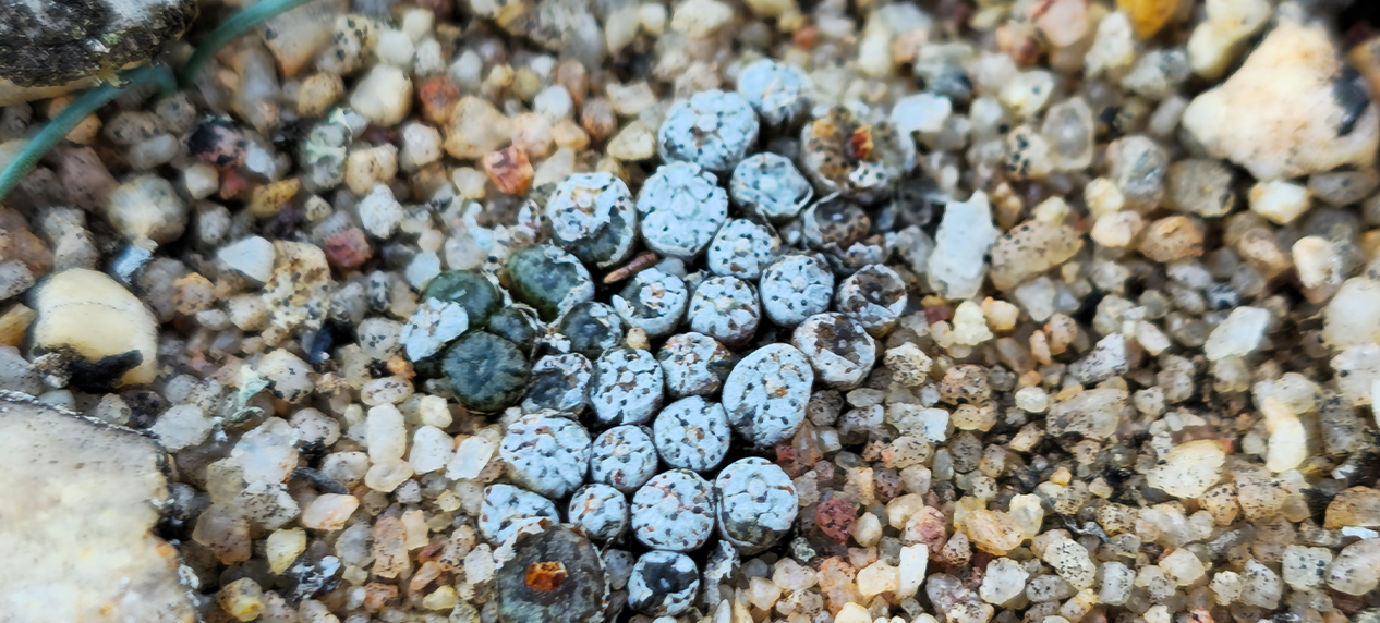 drylands conservation South Africa succulent habitat