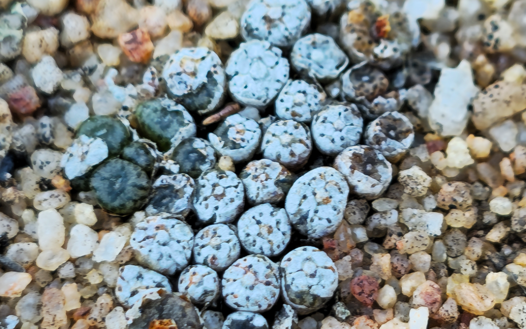 Building Resilience through Succulent Safe Spaces in South Africa’s Karoo