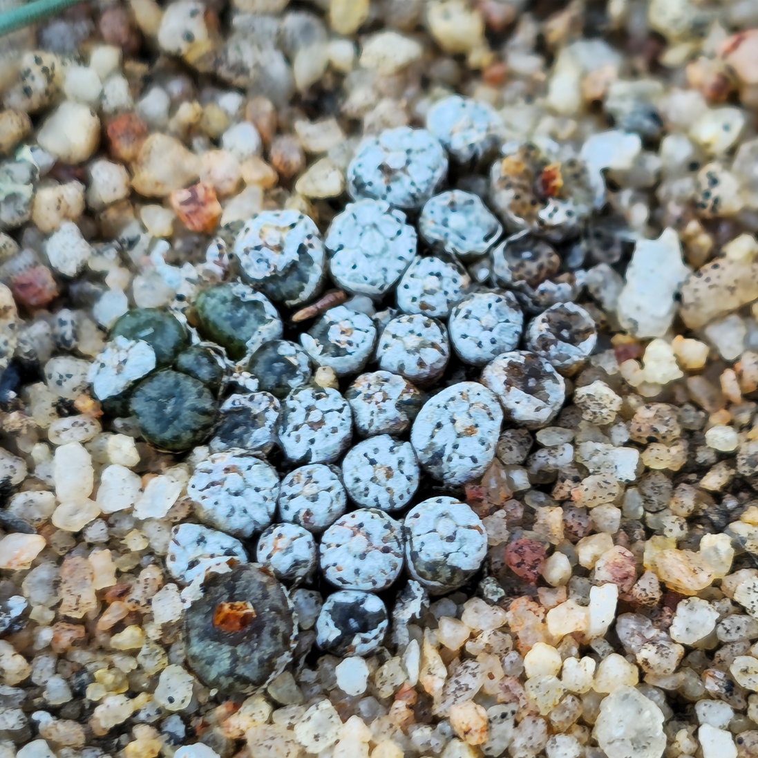 Building Resilience through Succulent Safe Spaces in South Africa’s Karoo