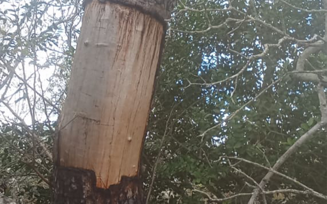 Silent Threats: The Fight Against Wildlife Crime in Medike Reserve