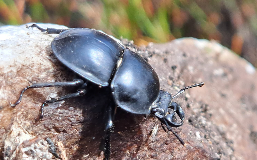DNA HAS ITS SAY:  COLOPHON BEETLE POPULATIONS MORE WIDESPREAD
