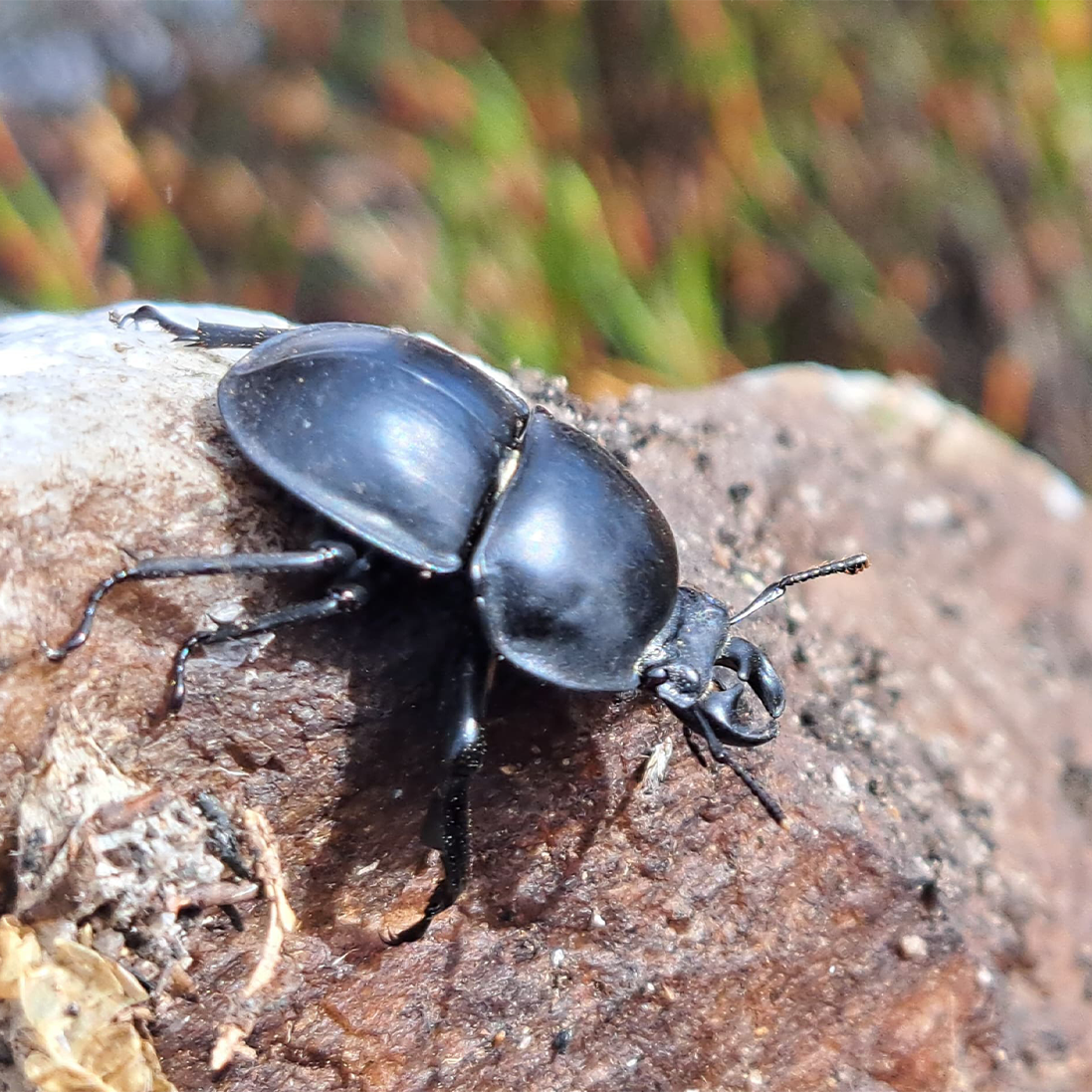 DNA HAS ITS SAY: COLOPHON BEETLE POPULATIONS MORE WIDESPREAD