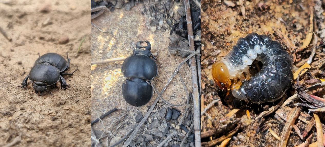 Colophon nagai beetle fragments collected for DNA analysis