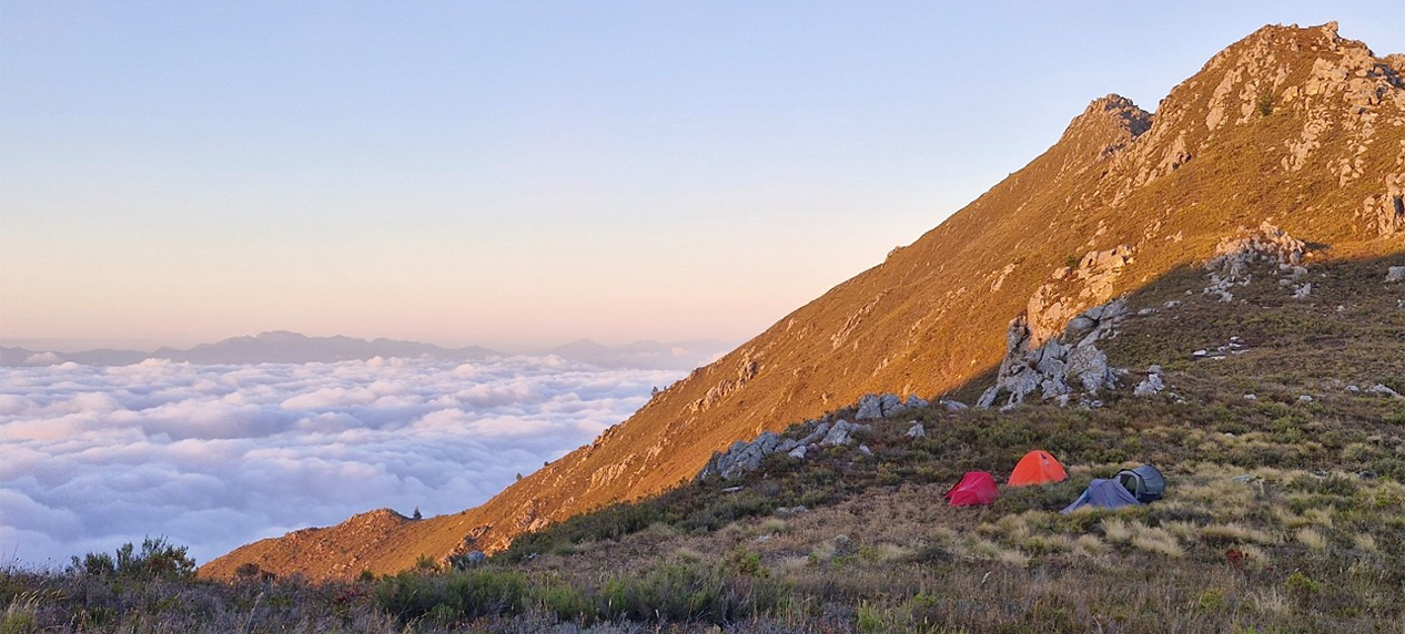 Cape Stag Beetle conservation survey on remote mountain peaks