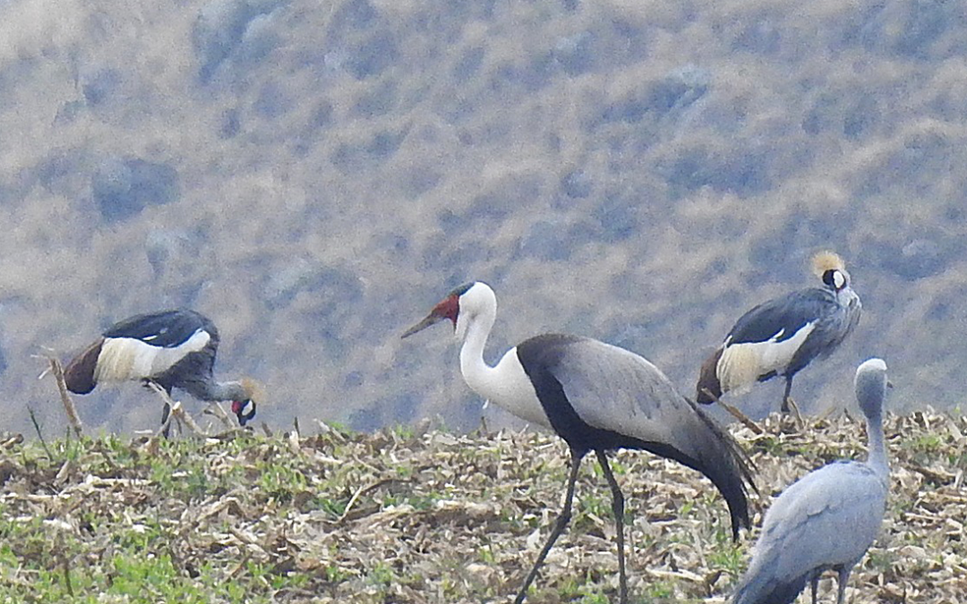 EVERY COUNT MATTERS: South African Crane Census